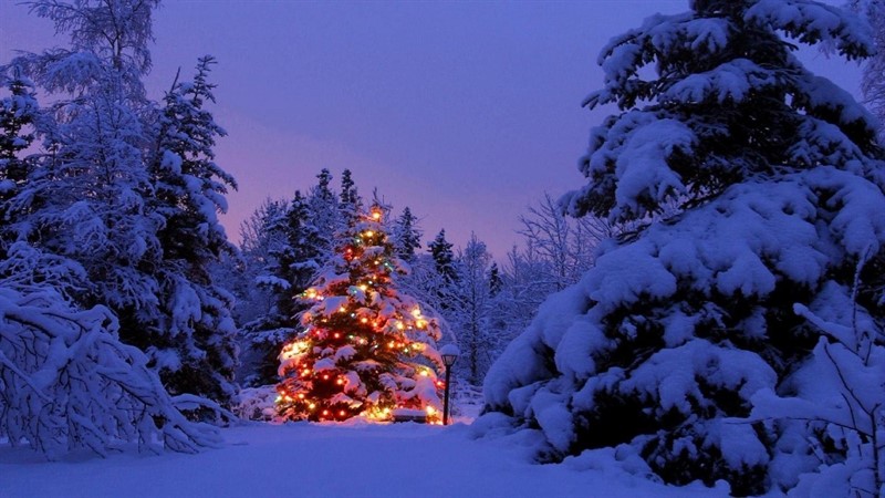 Christmas_Tree_in_the_Forest