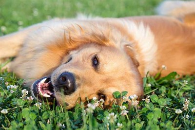 Dog Spring Grass