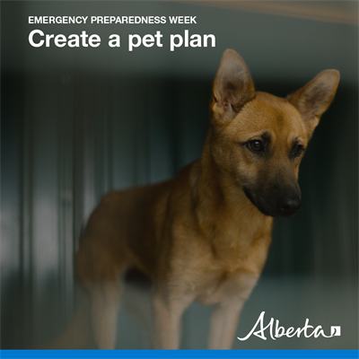 Day 7: Pet Preparedness